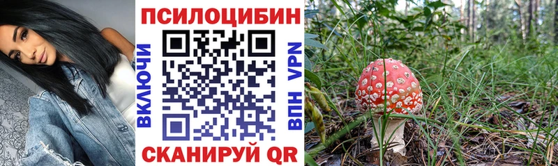купить  цена  Балашов  Псилоцибиновые грибы мицелий 